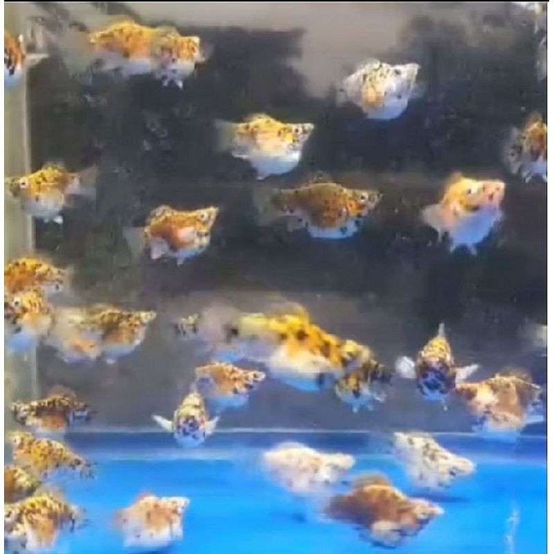 Molly Calico Merpati Isi 20pcs/Termurah/terlaris