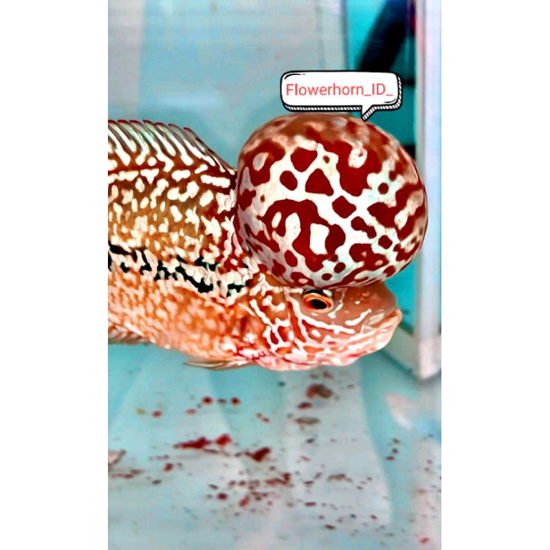 Burayak Louhan Kamfa F3 Thailand