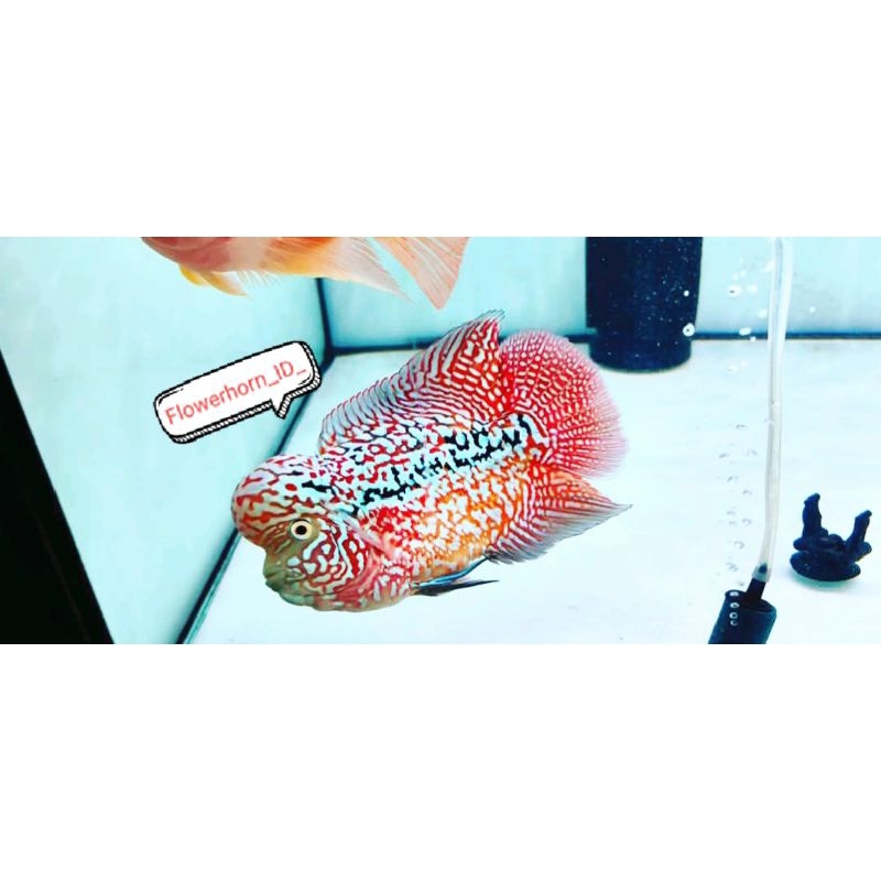 Burayak Louhan Kamfa V8 Vip Thailand