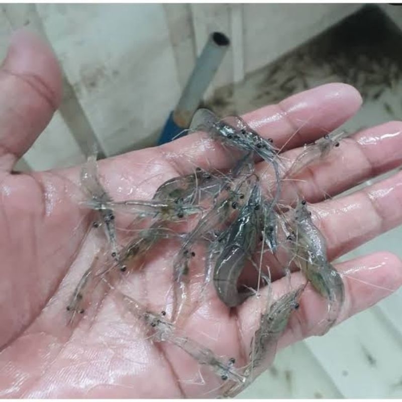 Pakan Udang/Pakan Predator Hidup 100pcs