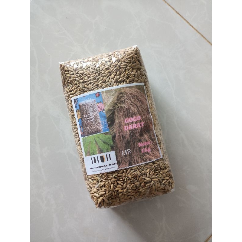 Jual padi gogo darat padi unggul