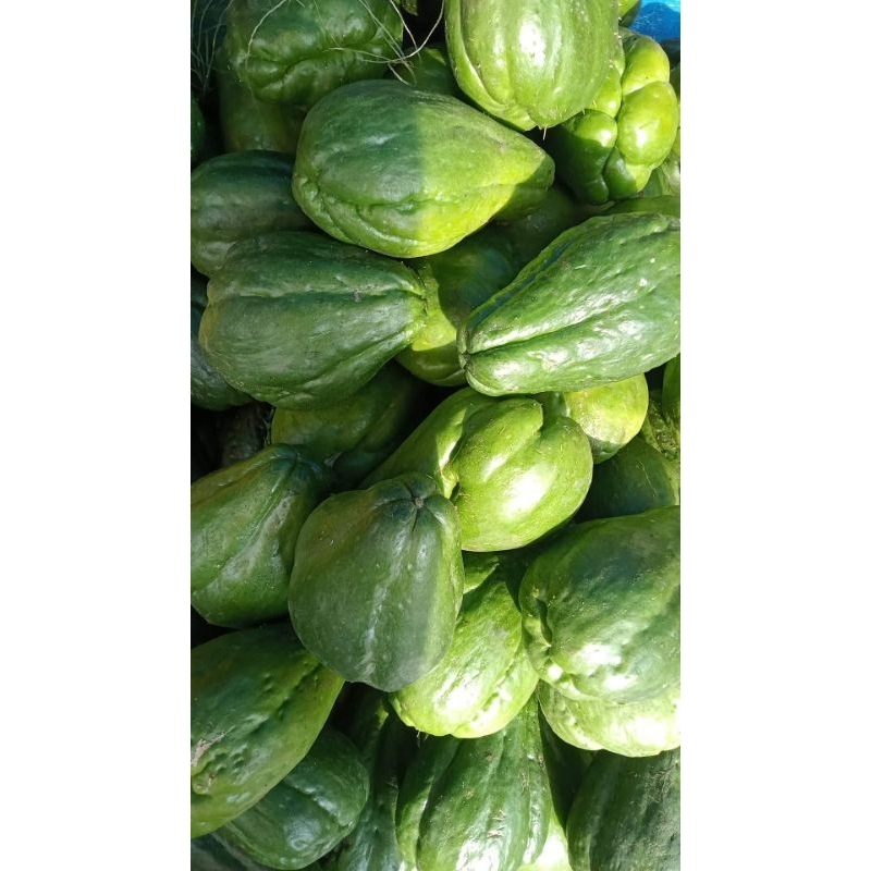 

1 buah labu siam