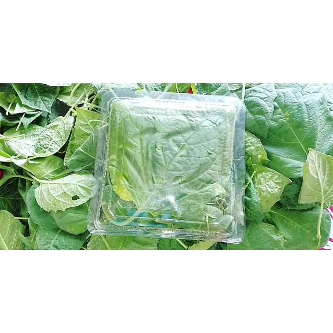 

daun cecenet / daun ciplukan/ daun cecendet fresh 1kg langsung dari kebun