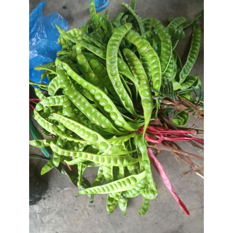 

pette 1 ikat isi 20 lonjor