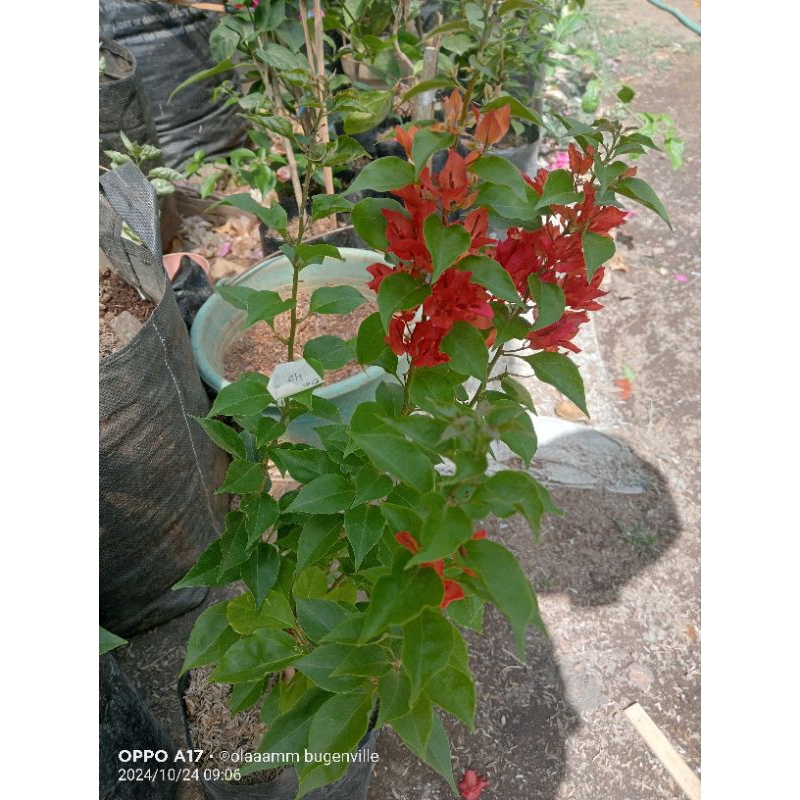 Bougenville import id Em merah dan putih