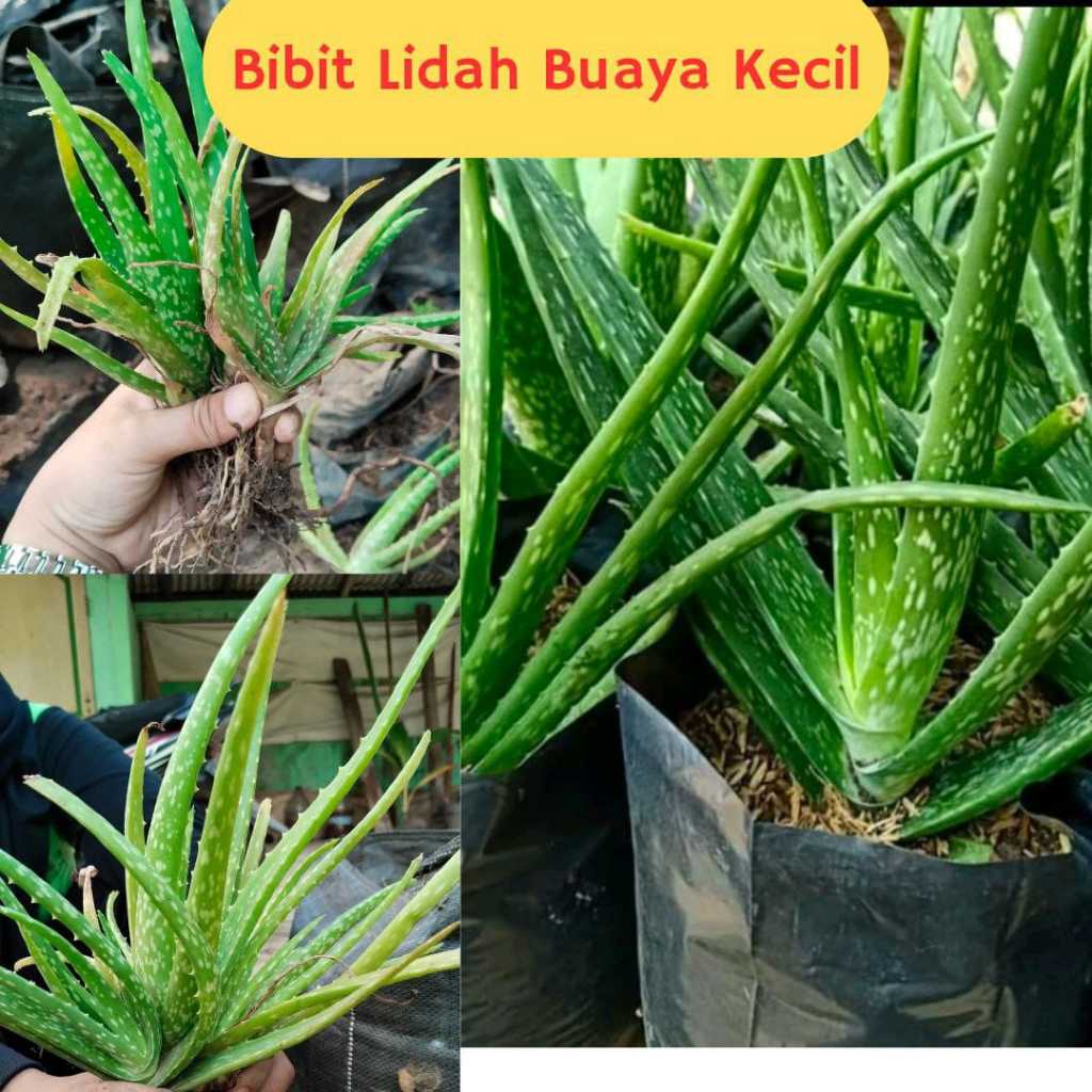 Pohon lidah buaya besar, Pohon lidah buaya jumbo, Tanaman lidah buaya besar