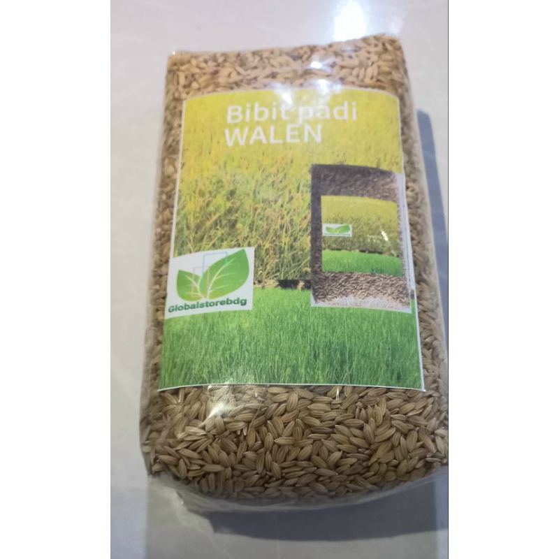Kemasan 5 kg padi WALEN padi kampung lokal pilihan