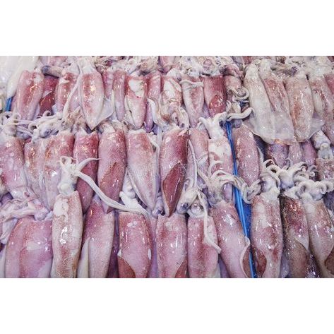 

Cumi gurita segar 500 gram