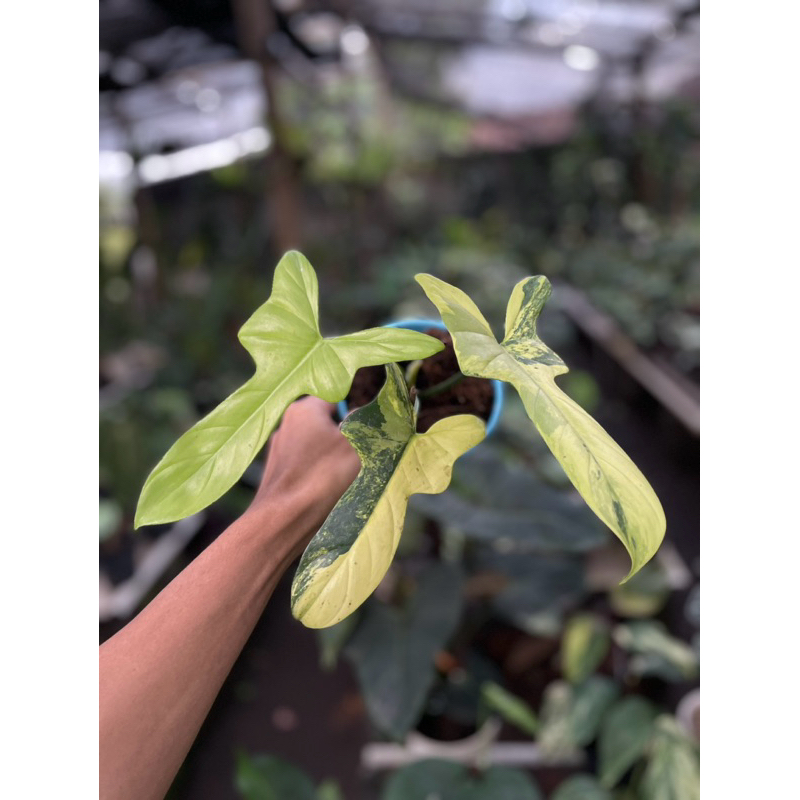 tanaman hias violin variegata mature