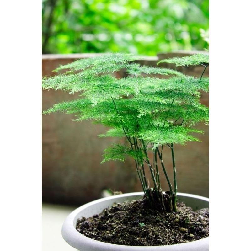 promo!! tanaman hias asparagus - tanaman asparagus