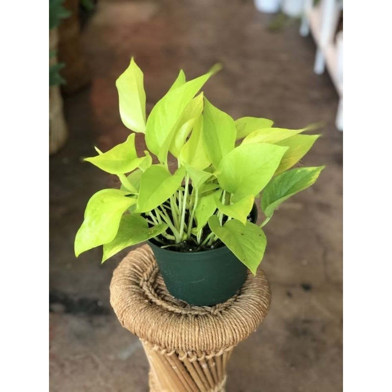 promo tanaman hias sirih gading lemon rimbun