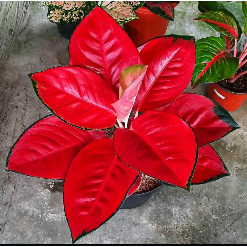 Aglonema Suksom Jaipong Jumbo