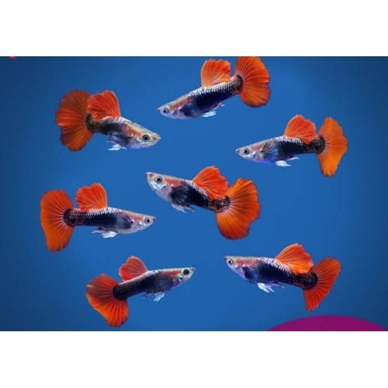 ikan guppy hb rose paket 10 ekor