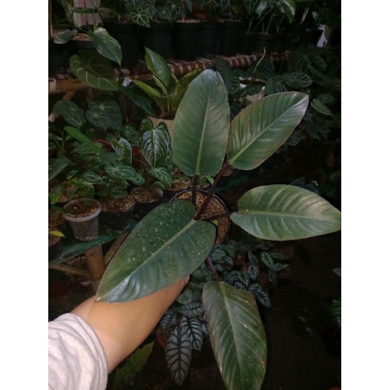 philodendron red congo rojo original