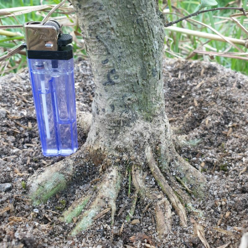 Bahan bonsai anting putri program akar
