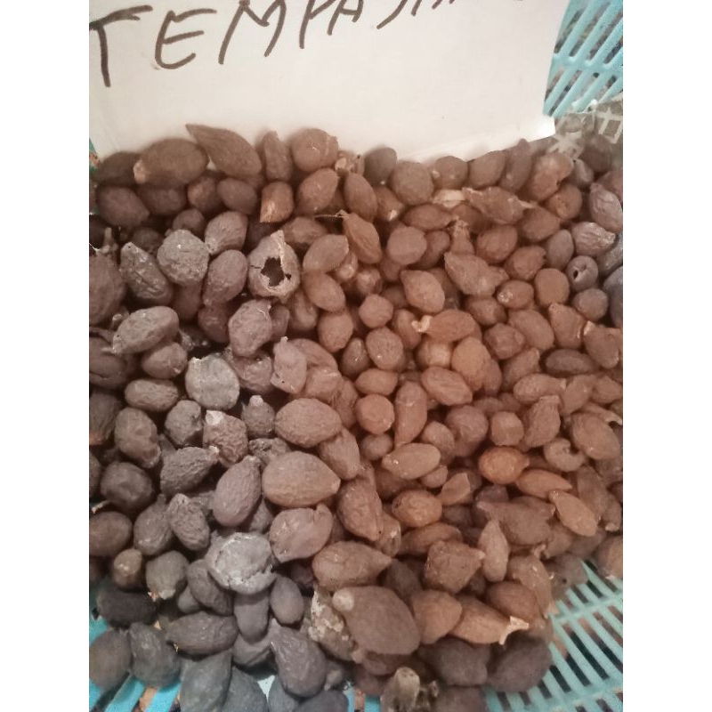 

TEMPAYANG | KACANG MALVA 1 BUTIR