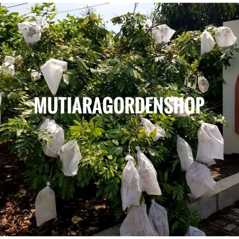 Brongsong Buah Kelengkeng / Pembungkus Buah Kelengkeng