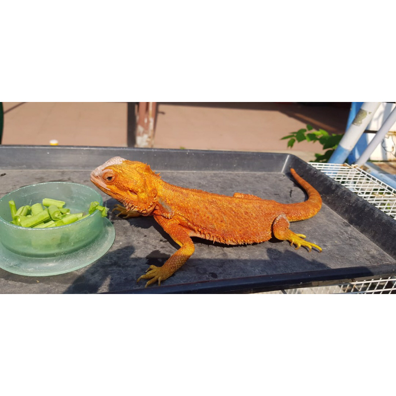 Bearded Dragon Hypo Red..Female Proven satu kali..minus ekor bawaan lahir.