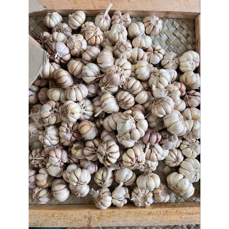 

BAWANG PUTIH SINCO berat 1kg