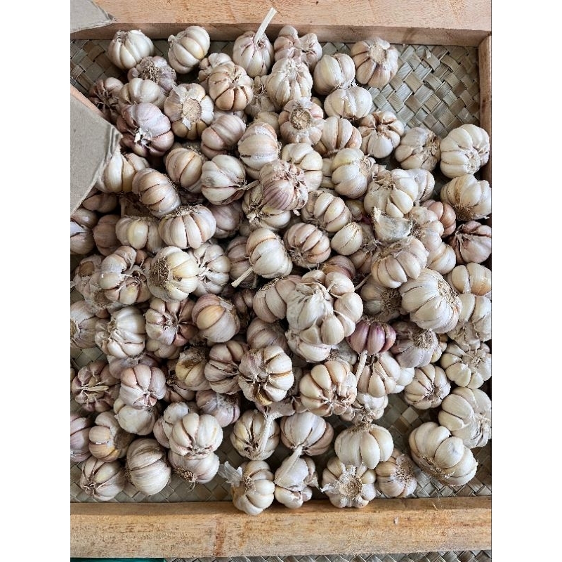 

BAWANG PUTIH SINCO berat 250gr