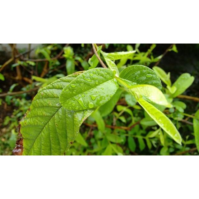 

Daun Jambu biji Segar baru petik Bumi Rusa untuk diare anti oksidan