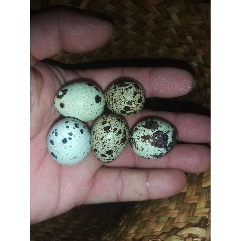 

telur puyuh fertil untuk di tetaskan/ bisa juga d masak