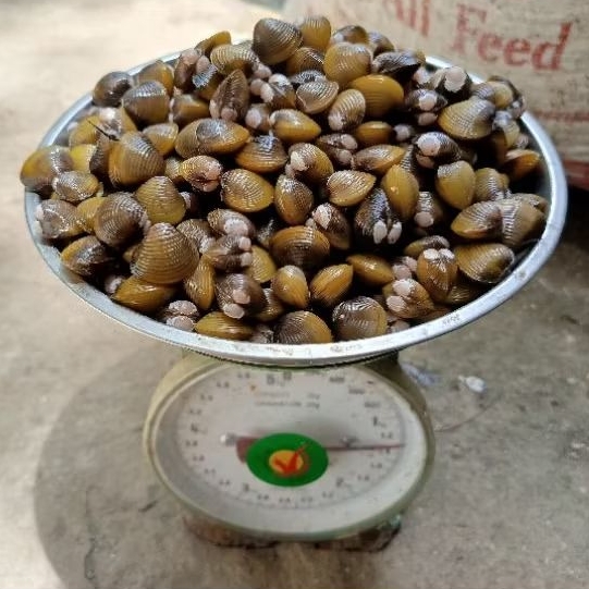 Kerang Remis Pensi Air Tawar Segar Hidup Termurah