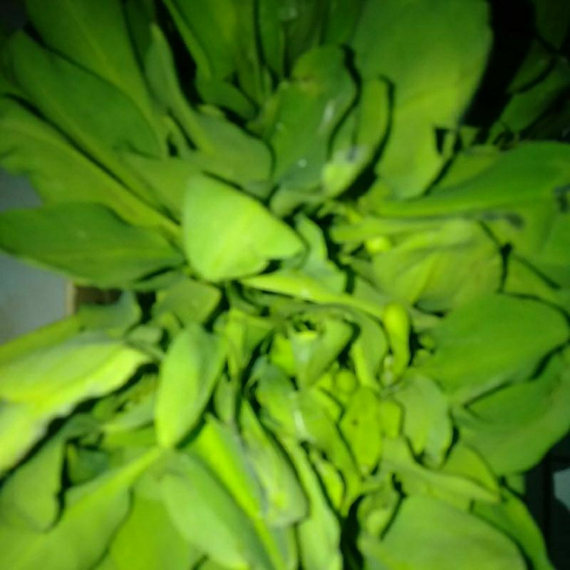 

SAYUR KENJER GENJER SEGAR perikat