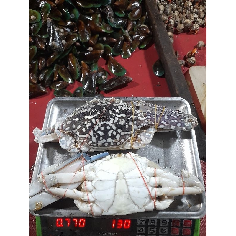 

RAJUNGAN RIJECT/1KG MURAH