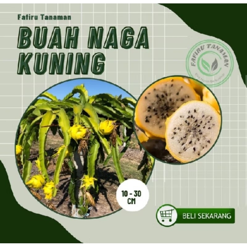 

discont beli 5 bonus 1 bibit bua naga kuning