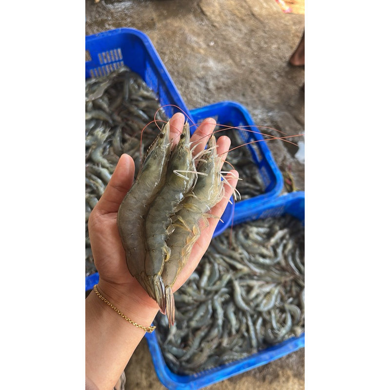 

Udang Vannamei Jumbo