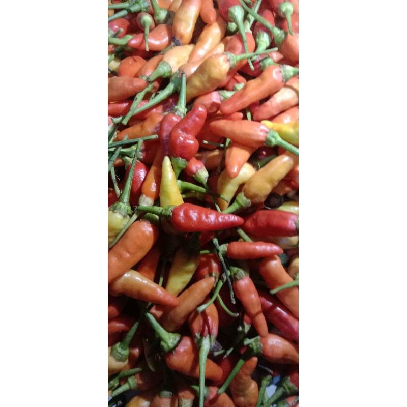 

Cabe Rawit Merah CRM 1 kg Fresh Segar