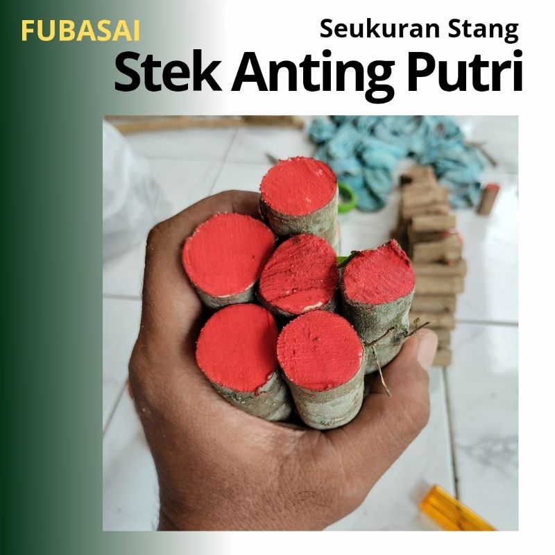 Stek Anting Putri Bahan Bonsai Seukuran Stang - Jari Kelingking