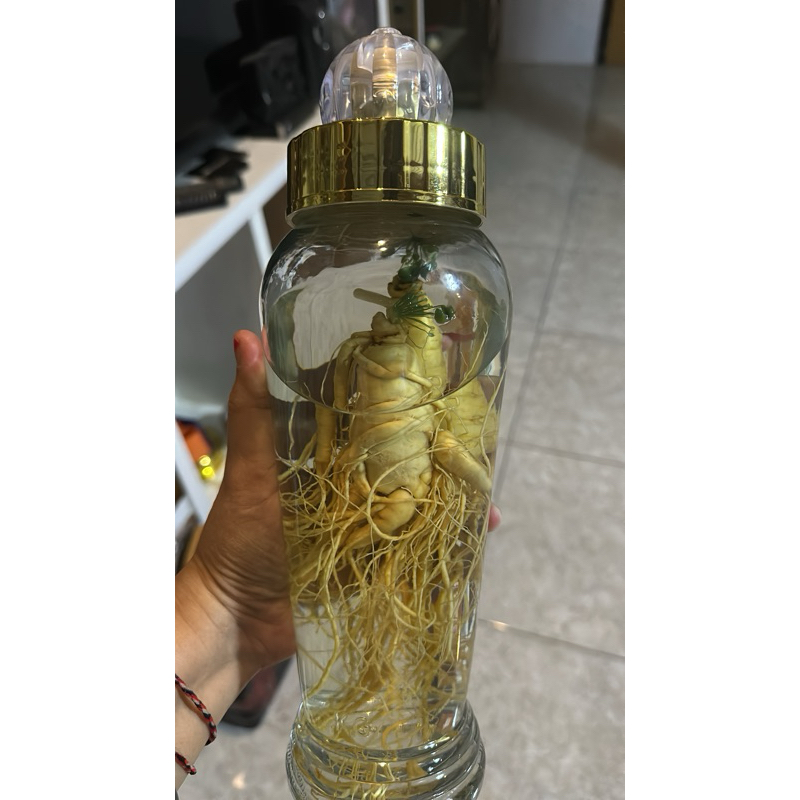 

full sett rendaman ginseng 6bln uk 1.2liter