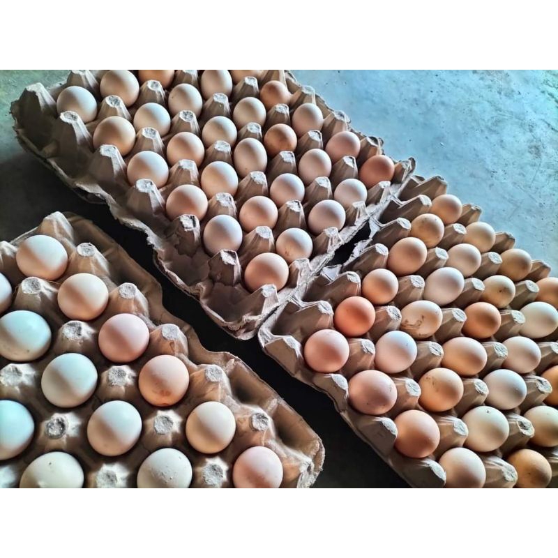 FGFG56846 TELUR AYAM FERTIL KUB 2 564568