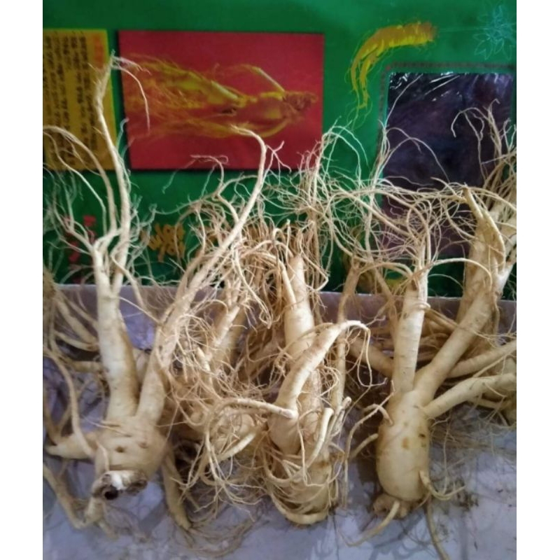 

paketan isi 10 gingseng merah korea