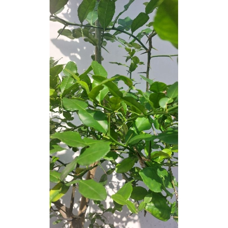 

daun jeruk 10-15 lembar
