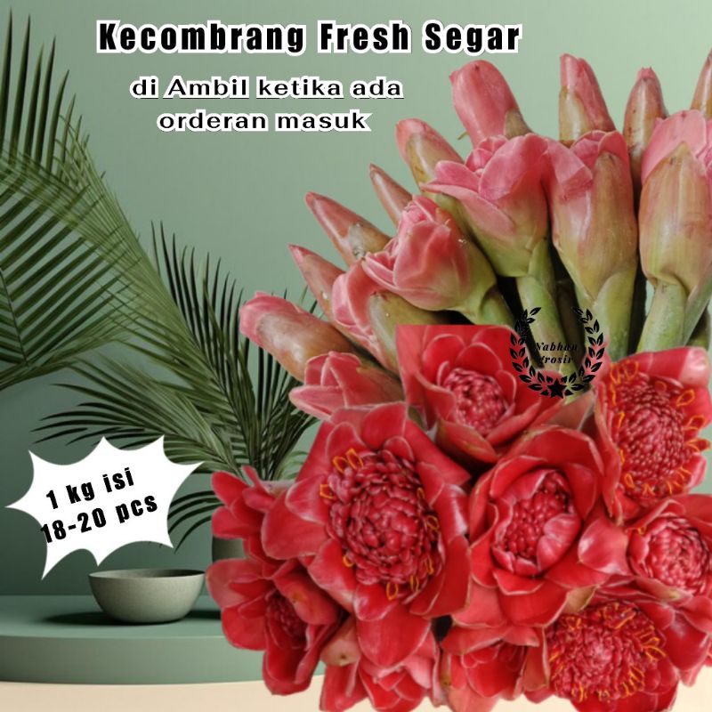 

1 KG KECOMBRANG MERAH FRESH SEGAR