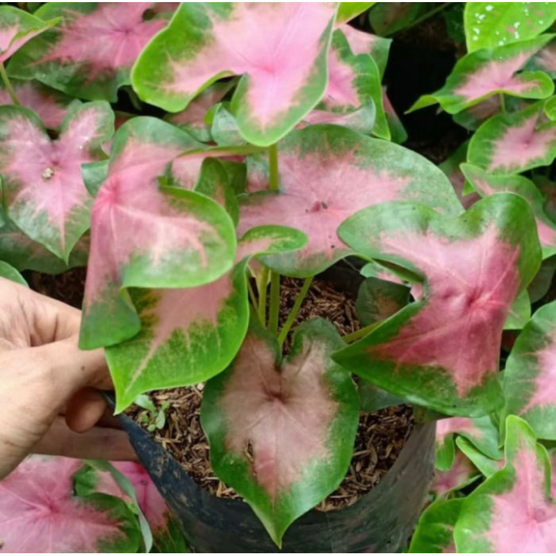 Tanaman Hias Keladi Love pink -Keladi love pink