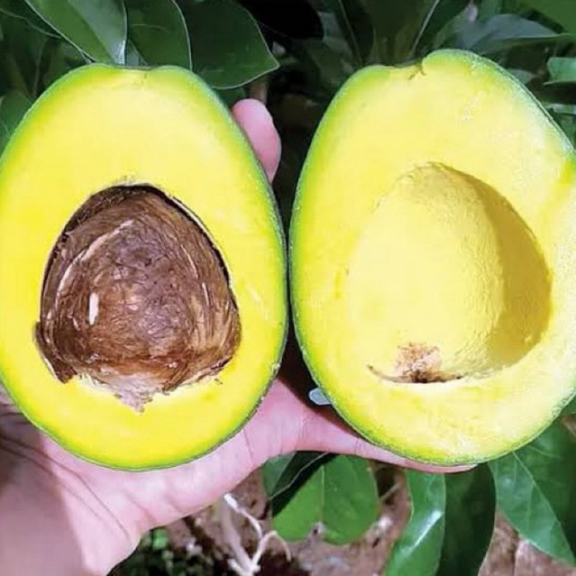 Bibit Alpukat miki cipedak hasil okulasi cepat berbuah (Full media dan biasa)