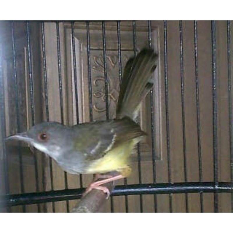 BE Burung Ciblek semi ( cisem ) pilihn jantan istimewa