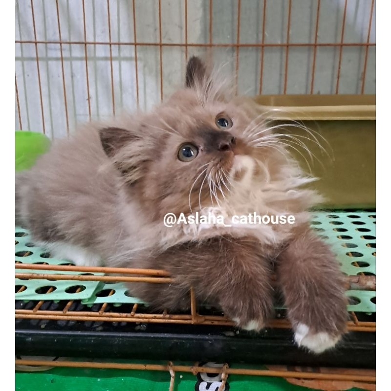 Anak kucing anggora/kitten Persia Himalaya/kitten himalaya ragdol/kucing himalaya betina