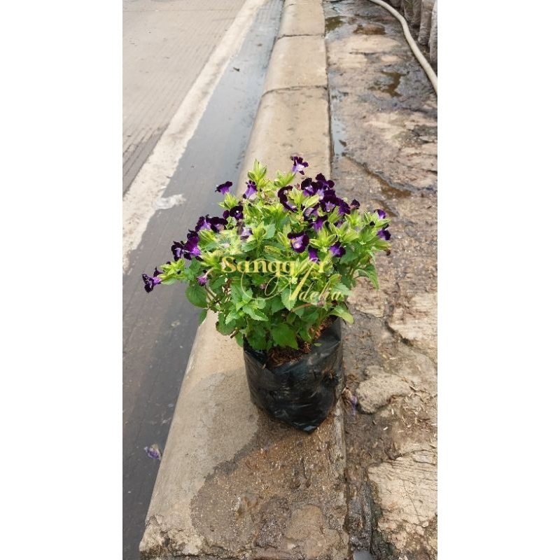 COD/BAYAR DITEMPAT Tanaman hias Torenia ungu Bunga Torenia purple pohon Torenia ungu tanaman hiasan 