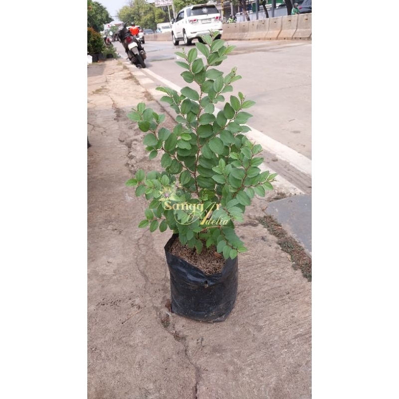 COD/BAYAR DITEMPAT Tanaman Widara Pohon Widara Tanaman hias hiasan rumah indah dan cantik