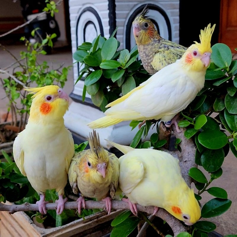 Burung Falk- Parkit Australia - Lutino Mata Merah Baby