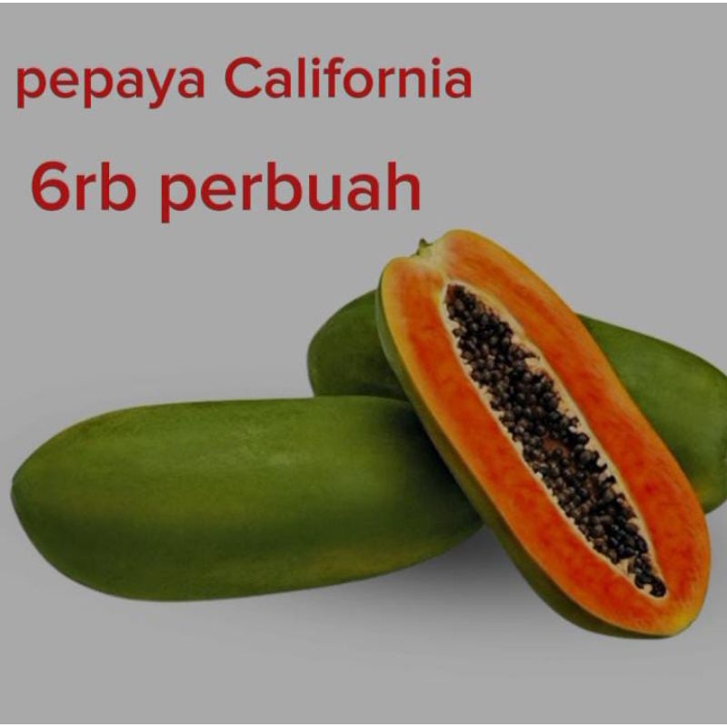 

pepaya California harga persatu buah, langsung ngambil dari kebun