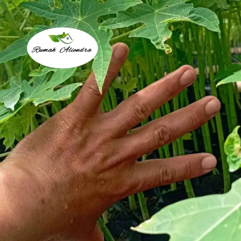 TANAMAN PEPAYA CALIFORNIA/BIBIT PEPAYA CALIFORNIA/BIBIT TANAMAN PEPAYA CALIFORNIA/BIBIT UNGGUL TANAM