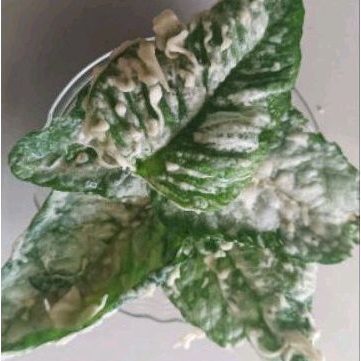 

Keripik Bayam | Peyek Bayam