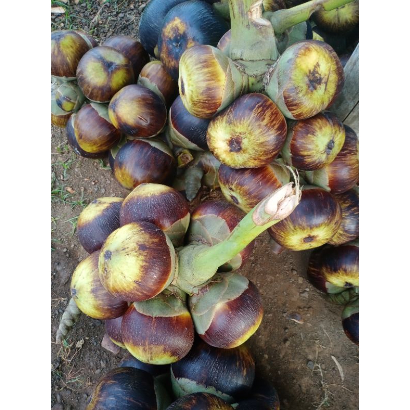 siwalan/lontar khas Tuban