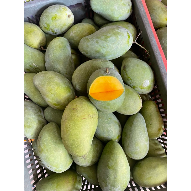 

Mangga Harum Manis